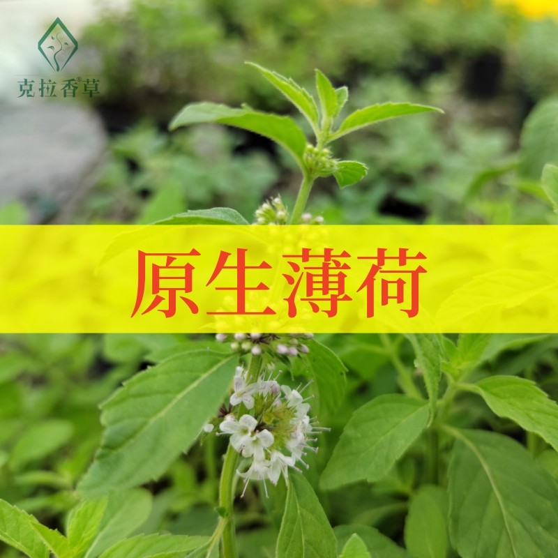 原生薄荷可食用多年生香草植物盆栽克拉香草纯正薄荷味很香很好吃