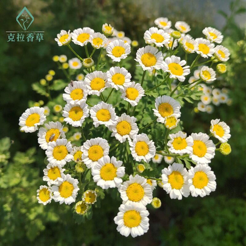 可可洋甘菊切花品种好养阳台盆栽花园庭院种植新品推荐观赏花卉苗