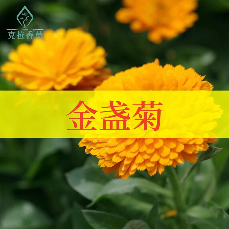 金盏菊可食用一年生香草植物盆栽克拉香草金盏花泡水煮茶开花观赏
