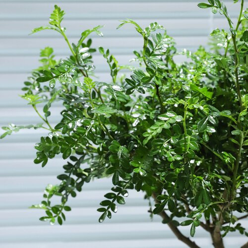 清香木阳台盆栽摆盘装饰