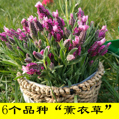 薰衣草阳台花园盆栽切花好看