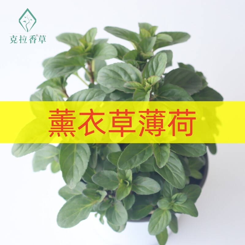 好养好看薰衣草薄荷泡水调酒图片