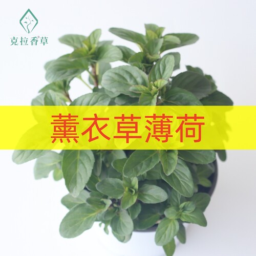 好养好看薰衣草薄荷泡水调酒