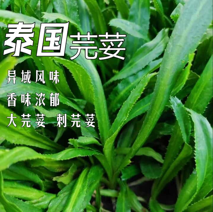 泰国芫荽盆栽刺芫荽烧烤炖汤做菜大香菜缅甸香菜泰国越南香菜特产