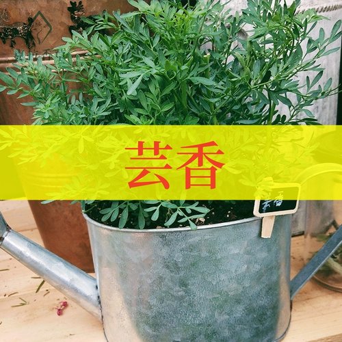 芸香盆栽阳台庭院芳香