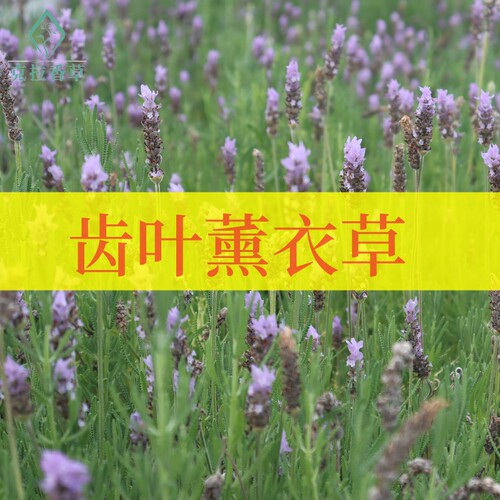 齿叶薰衣草阳台庭院观赏切花