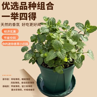 一盆种四味薄荷组合盆栽新款高性价比精选独特隔根设计基地直发