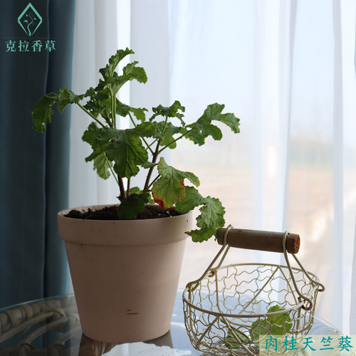 芳香天竺葵 5个品种  玫瑰 香叶 苹果 肉桂  观赏 食用 香草 - 封面