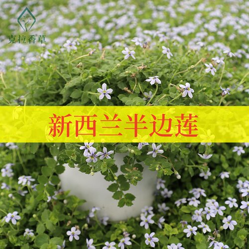 新西兰半边莲阳台花园好养盆栽