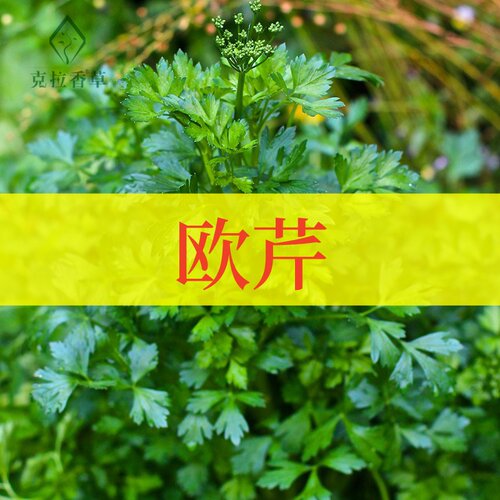 欧芹阳台庭院食用观赏