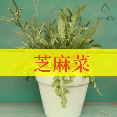 芝麻菜盆栽拌沙拉克拉香草