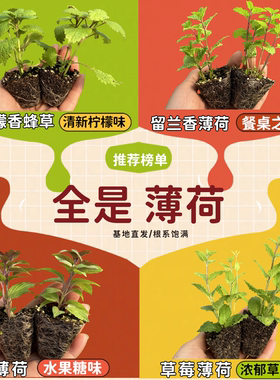 32种薄荷小苗品种齐全 留兰香香蜂草糖果苹果摩洛哥泡水煮茶调酒