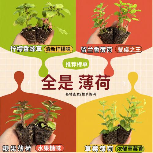 32种薄荷小苗品种齐全