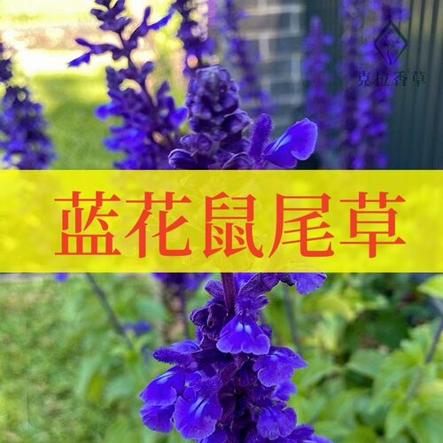蓝花鼠尾草阳台开花好看