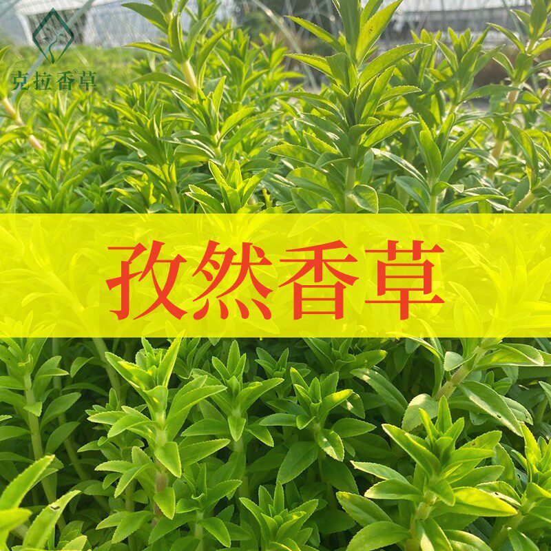 孜然香草阳台食用烧烤调味香料图片