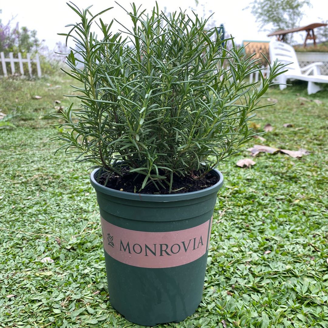 花盆懒人盆吸水盆组合加仑盆