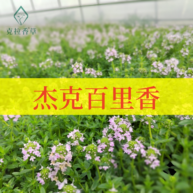 杰克百里香阳台食用观赏香草图片