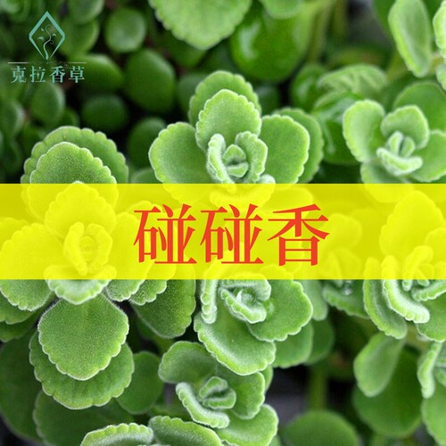 碰碰香阳台盆栽芳香泡茶苹果
