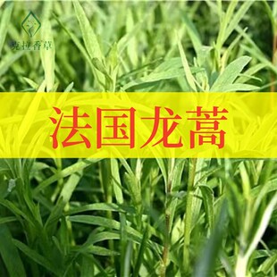 法国龙蒿可食用多年生香草植物盆栽克拉香草西餐香料海鲜烹饪调味