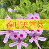 香叶天竺葵不可食用香草植物盆栽克拉香草芳香驱蚊草开花好看