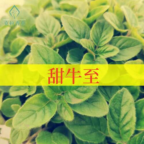 甜牛至可食用香草盆栽