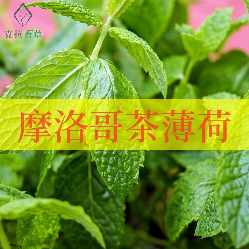 摩洛哥茶薄荷盆栽阳台耐寒好养