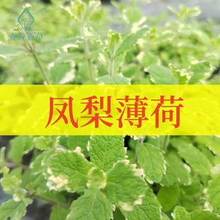 凤梨薄荷可食用多年生香草植物盆栽克拉香草泡水调饮料口感温和