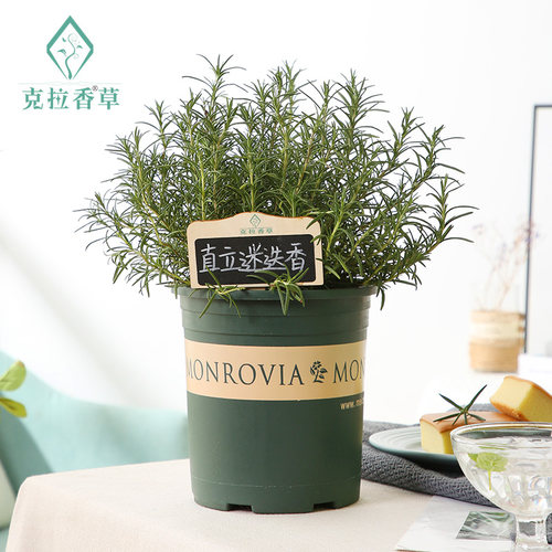 绿植香草净化空气阳台庭院大苗