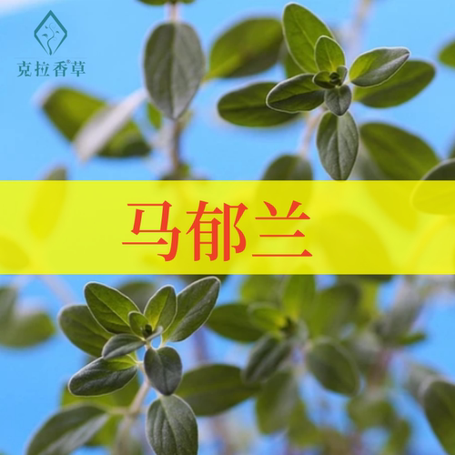 马郁兰芳香可食用阳台庭院