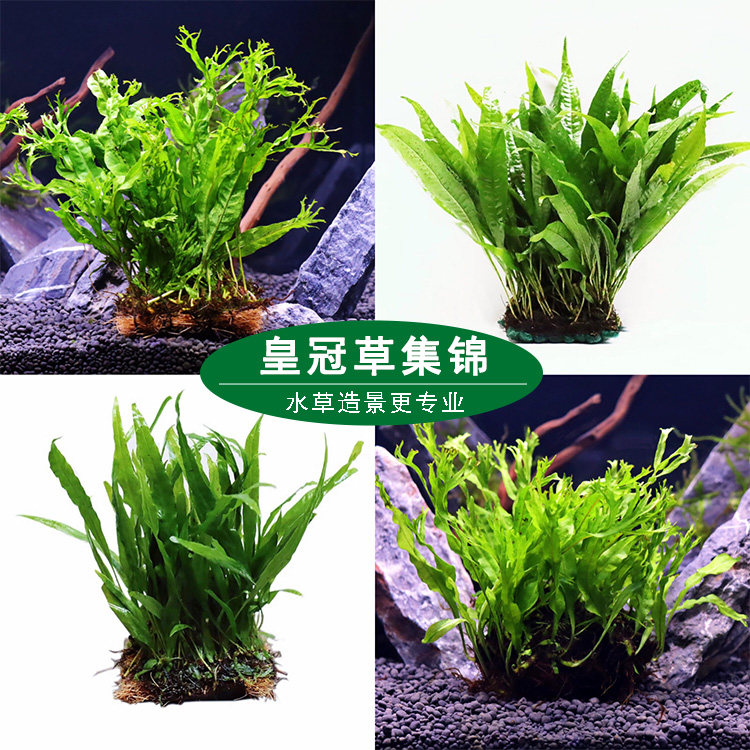丹麦细叶铁皇冠草中后景草懒人水草鹿角铁带底座水草活体