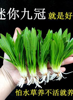 迷你绿九冠鱼缸造景水草植物真阴性皇冠草古法后景新手好养带底座