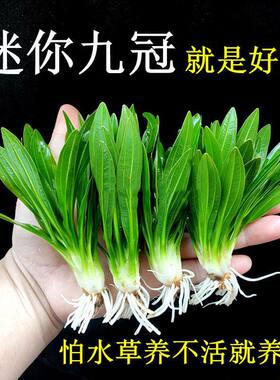 水族心愿部落九冠好养耐活皇冠草