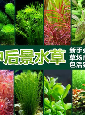 造景植物鱼缸水草活体
