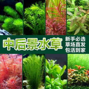 造景植物鱼缸水草活体