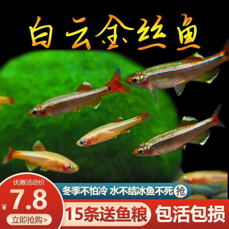 水族心愿部落白云金丝鱼淡水耐活