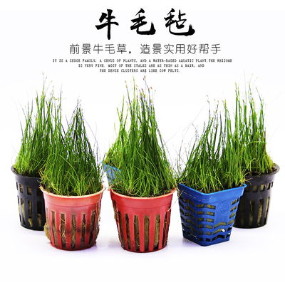 水草牛毛鱼缸迷你珍珠前景