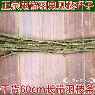 鬼箭羽鬼见愁杆子带羽60cm长中药材卫矛枝条六月凌镇宅悬挂摆件