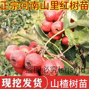 山里红盆景野山楂树苗河南小叶山里红盆栽红果山楂室内熟桩阳台