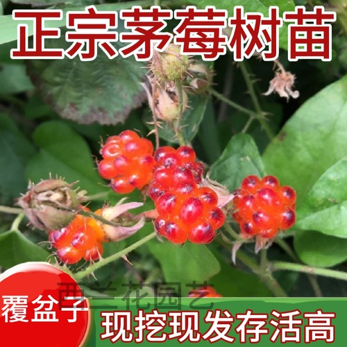 茅莓苗覆盆子树苗中药材悬钩子