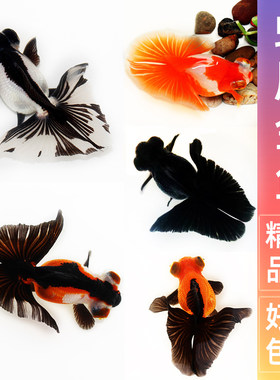 蝶尾金鱼活鱼精品熊猫包金十二红黑白好养耐活淡水新手龙睛观赏鱼