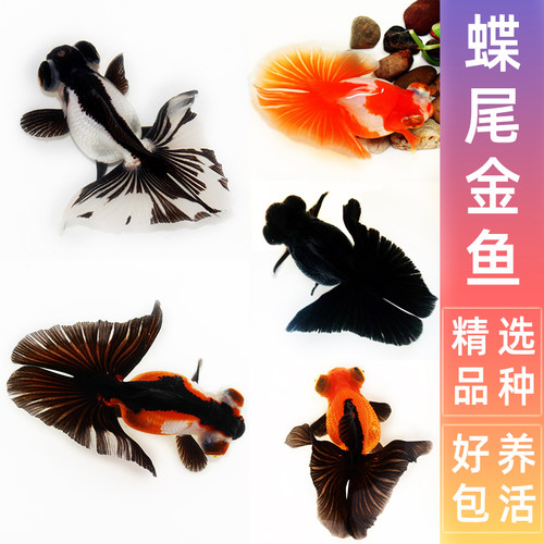蝶尾金鱼活鱼精品熊猫包金十二红黑白好养耐活淡水新手龙睛观赏鱼