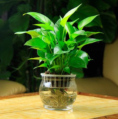 植物盆栽绿萝客厅净化空气