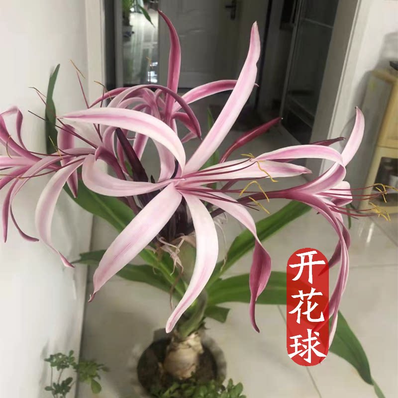 红花文殊兰球室内盆栽桌面花卉稀有球根兰花植物一年开花两季包活