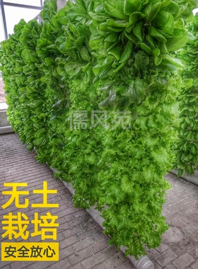 儒风柱阳台立体种植立柱式无土栽培设备蔬菜花卉植物气雾培定植杯