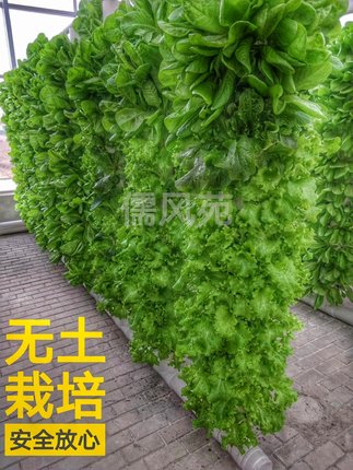 儒风柱阳台立体种植立柱式无土栽培设备蔬菜花卉植物气雾培定植杯