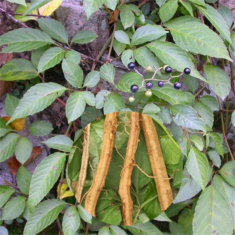 新鲜乌蔹莓根中药材500克 别名五叶藤五爪龙藤鲜根现挖