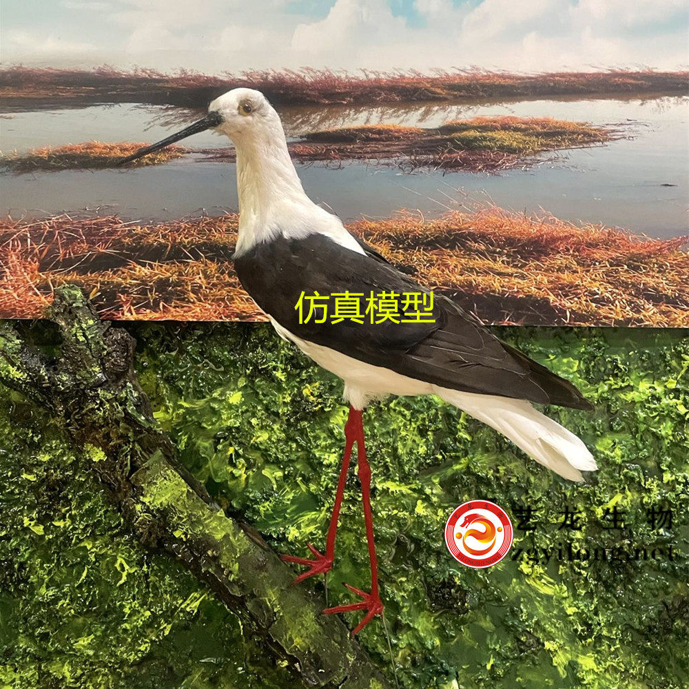 仿真动物鸟标本中小学校科普馆