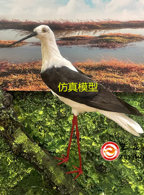 仿真动物鸟标本中小学校科普馆