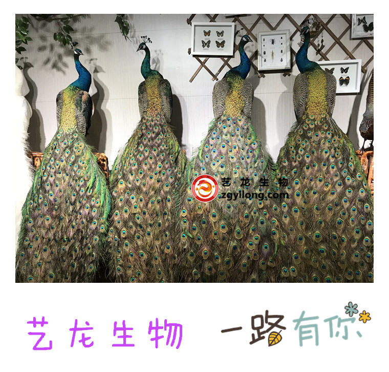 蓝白办公会所厂家直销鸟类标本