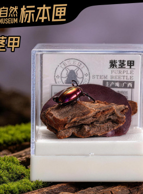 辛巴日记昆虫标本匣男友生日礼物